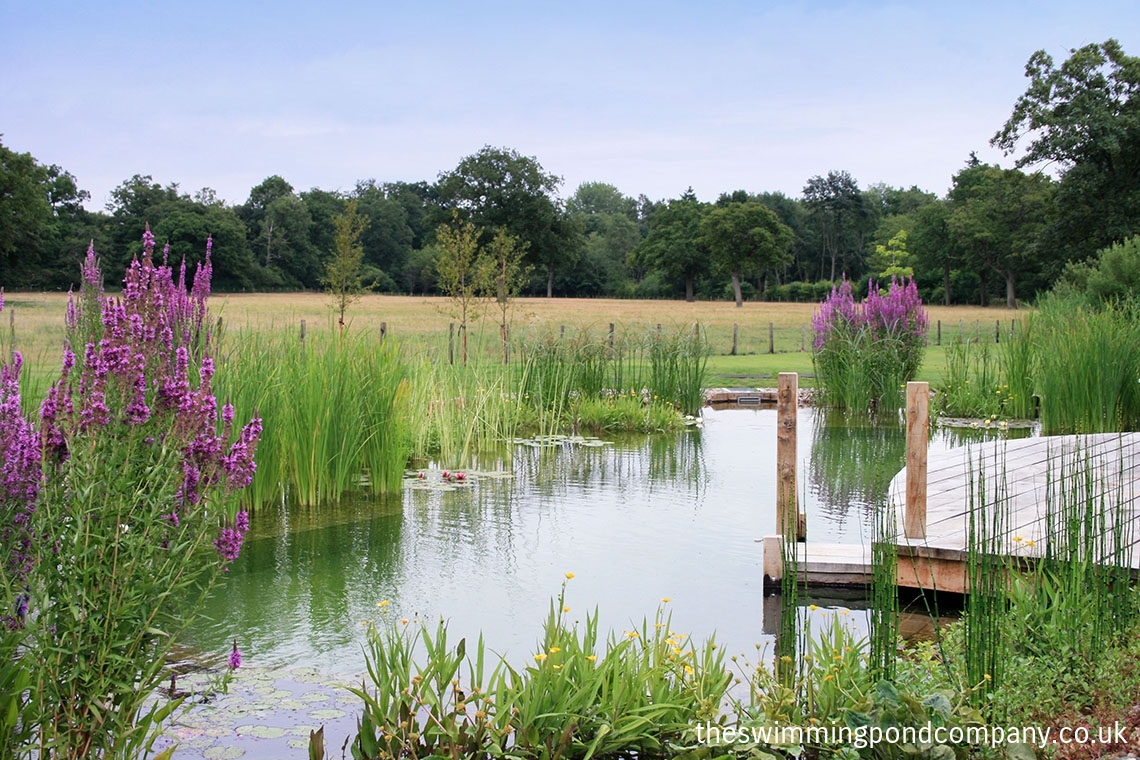 swimming pond carousel image